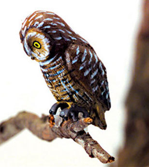 Pell's Fishing Owl