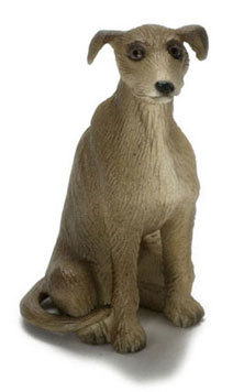 Whippet