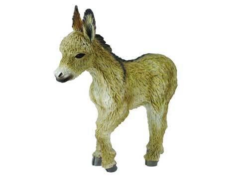 Donkey Foal Walking