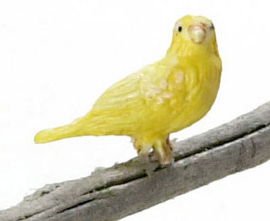 Canary