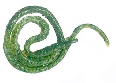 Snake - Green Tree Snake