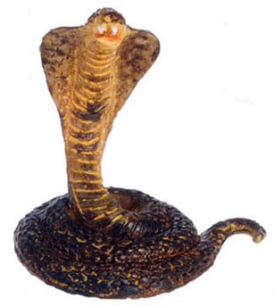 Snake - King Cobra