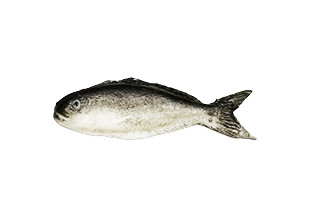 Fish - style 2