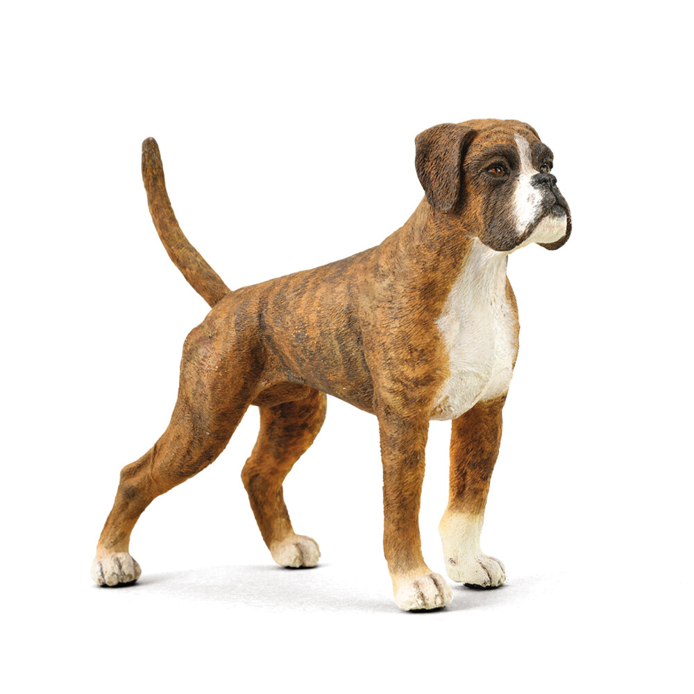 Boxer - Standing