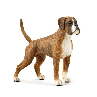 Boxer - Standing