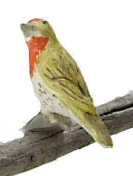 House Finch