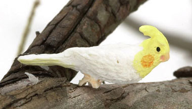 Lutino Cockatiel