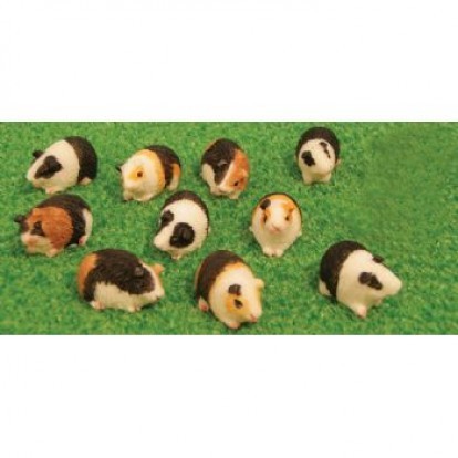 Guinea Pig
