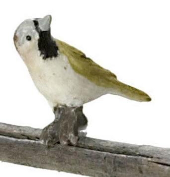 House Sparrow