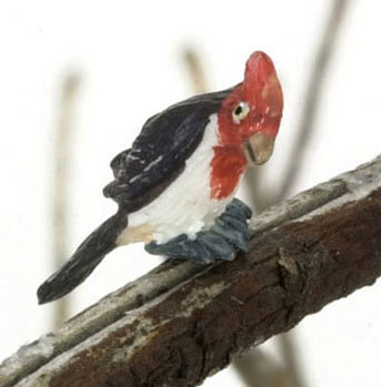Wild Bird, Red &amp; Black