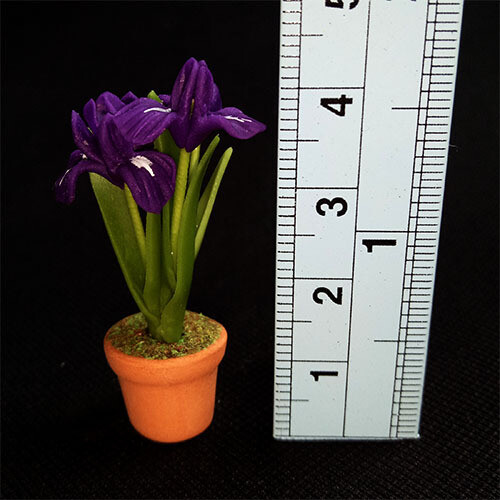 Potted Flower  - Iris Purple