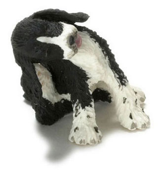Springer Spaniel - Scratching