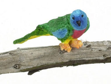 Parakeet, Splendis Grass