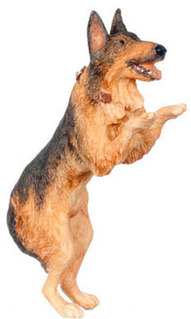 German Shepherd - On Hind Legs
