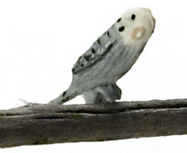 Budgerigar, grey