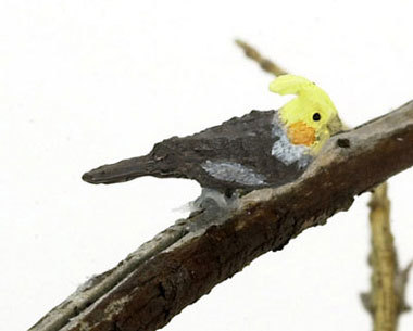 Cockatiel