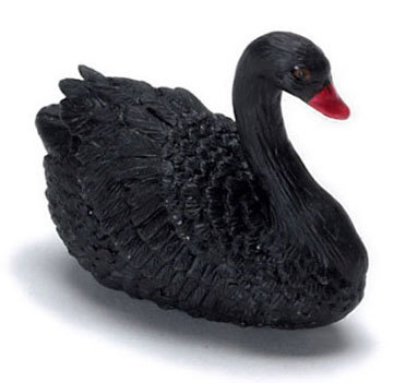 Swan, Black