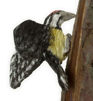 Yellow Bellied Sap Sucker