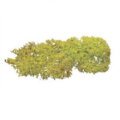 Lichen 20grams - Light Green