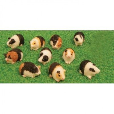 Guinea Pig