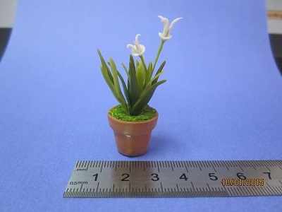 Carrion Flower (African Starfish Flower)