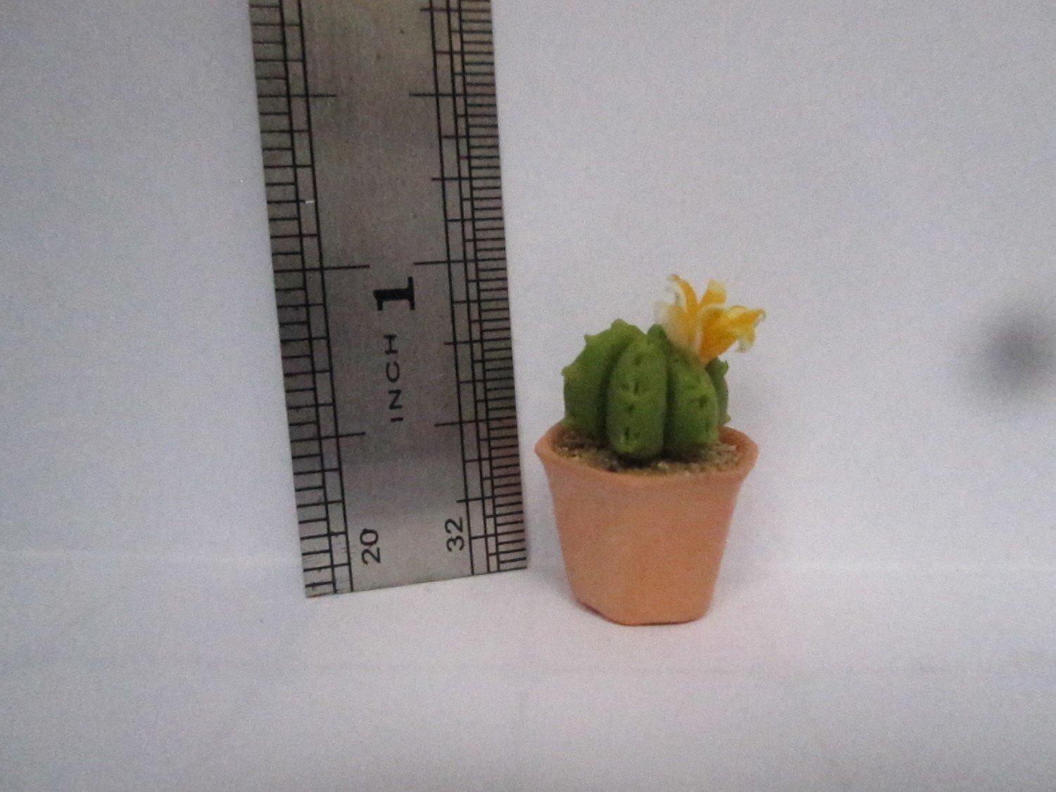 Cactus (3)
