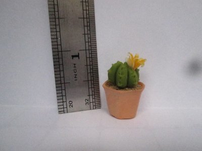 Cactus (3)