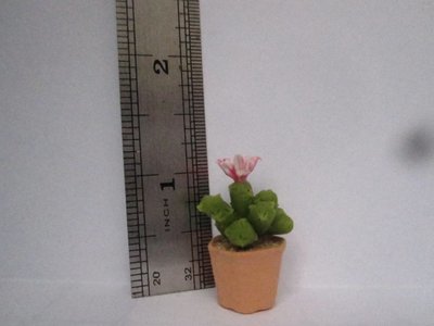 Cactus (4)
