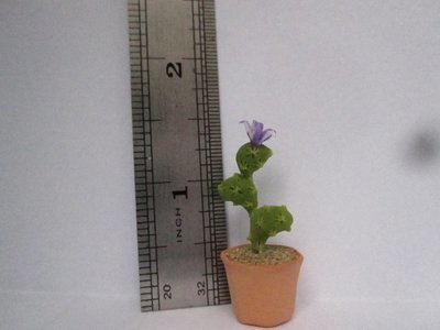 Cactus (5)