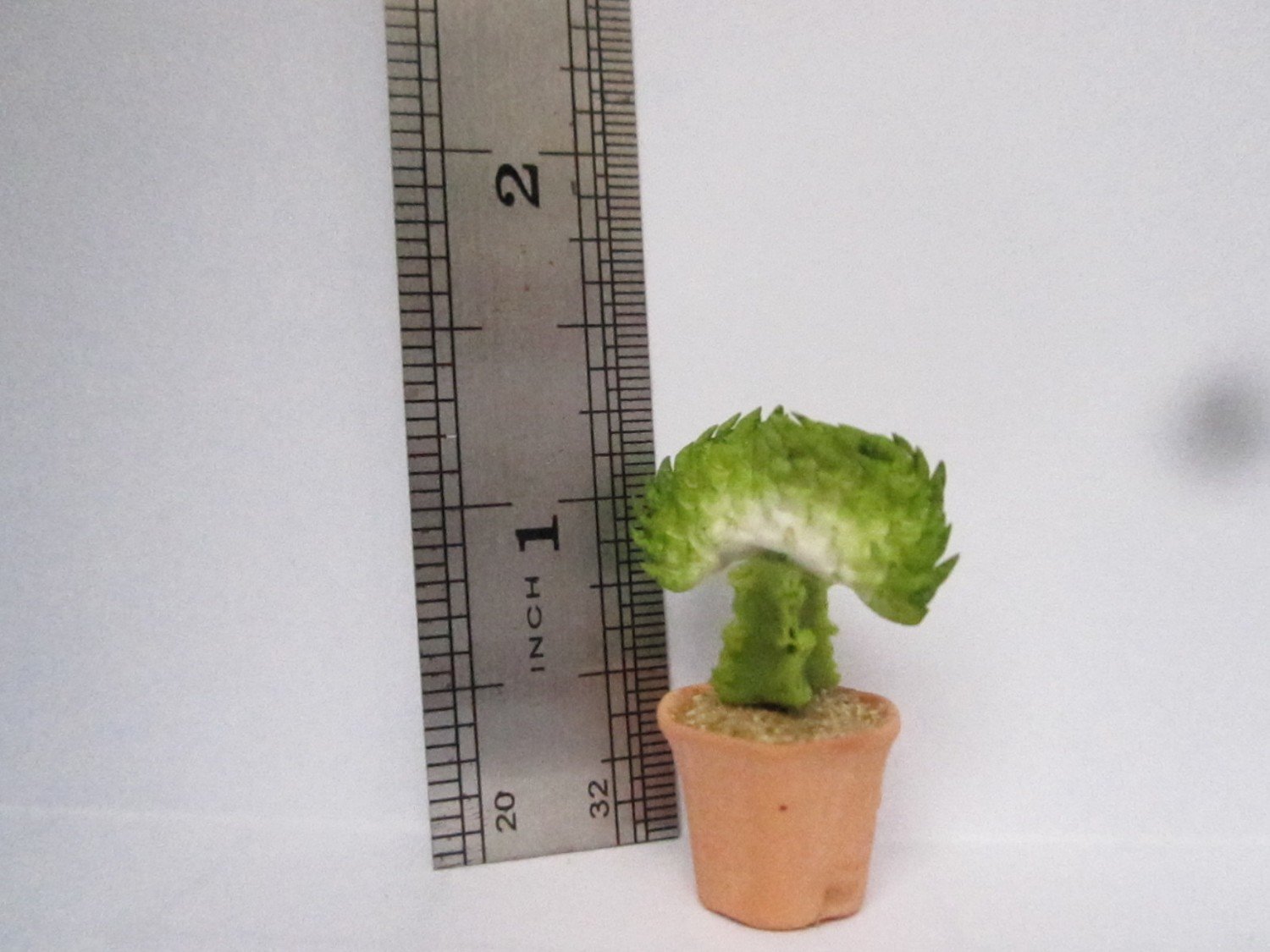 Cactus (6)