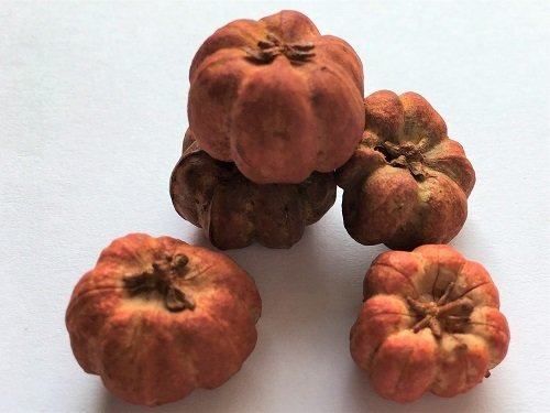 Pumpkins - Six Pieces