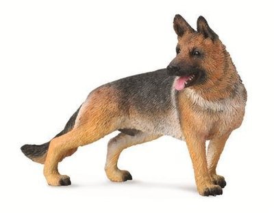 German Shepherd - Standing