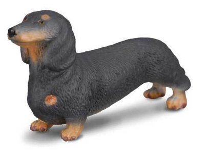 Dachshund - Standing