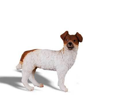 Jack Russell - Standing