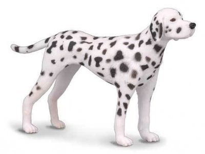 Dalmation - Standing