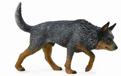 Australian Cattle Dog