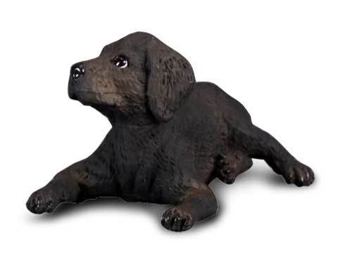 Labrador Puppy
