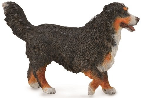 Bernese Mountain Dog