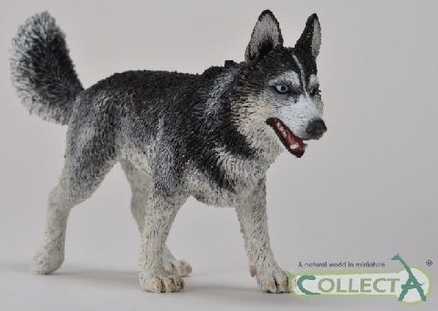 Siberian Husky