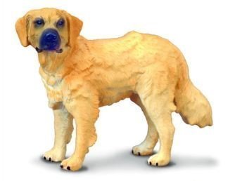 Golden Retriever Standing