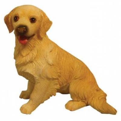 Golden Retriever - Sitting