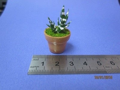 Cactus (1) - with or without pot
