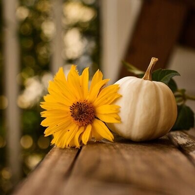 THANKSGIVING