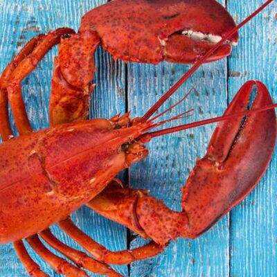 LIVE LOBSTER