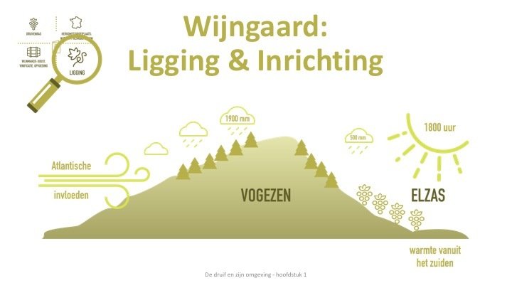 Powerpoint Presentatie: Ik weet veel van wijn - SDEN-Niveau 3