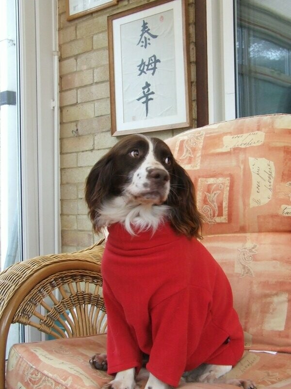 Dog Jumper