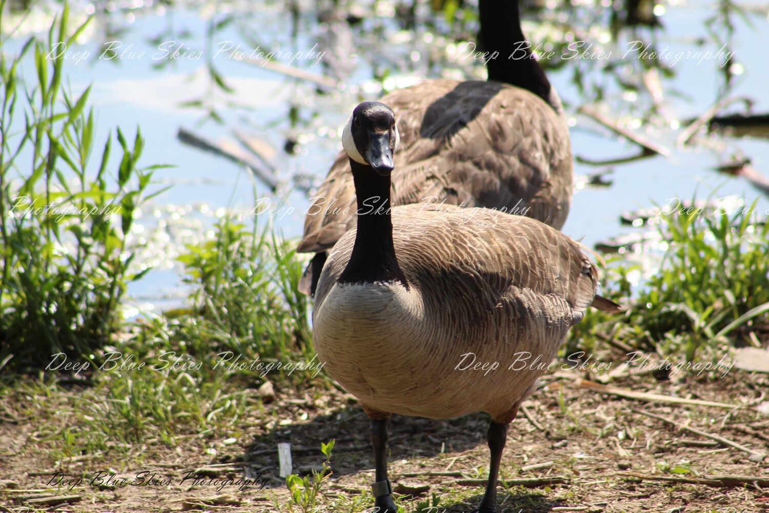 I&#39;m Watching You