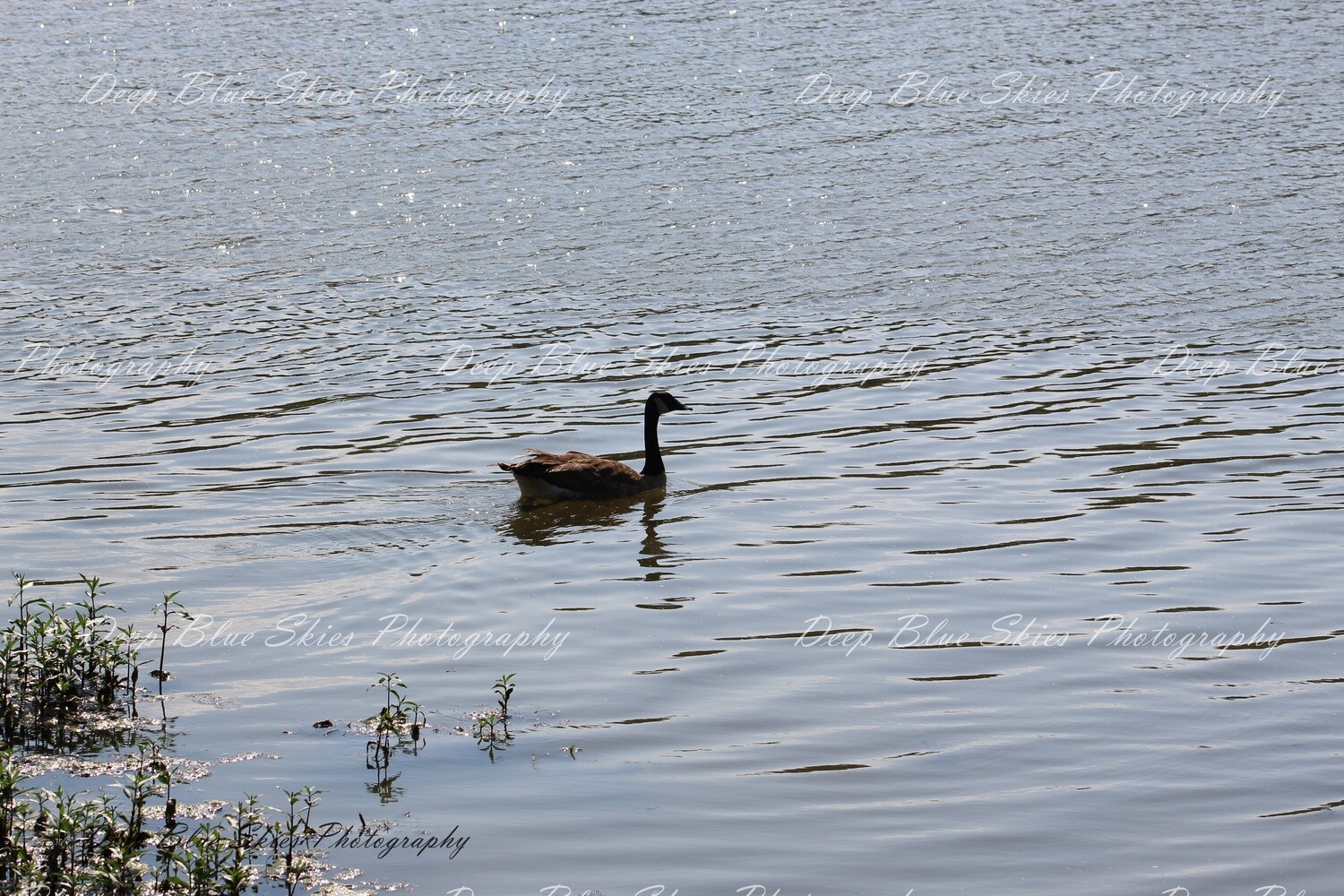 The Lonesome Goose