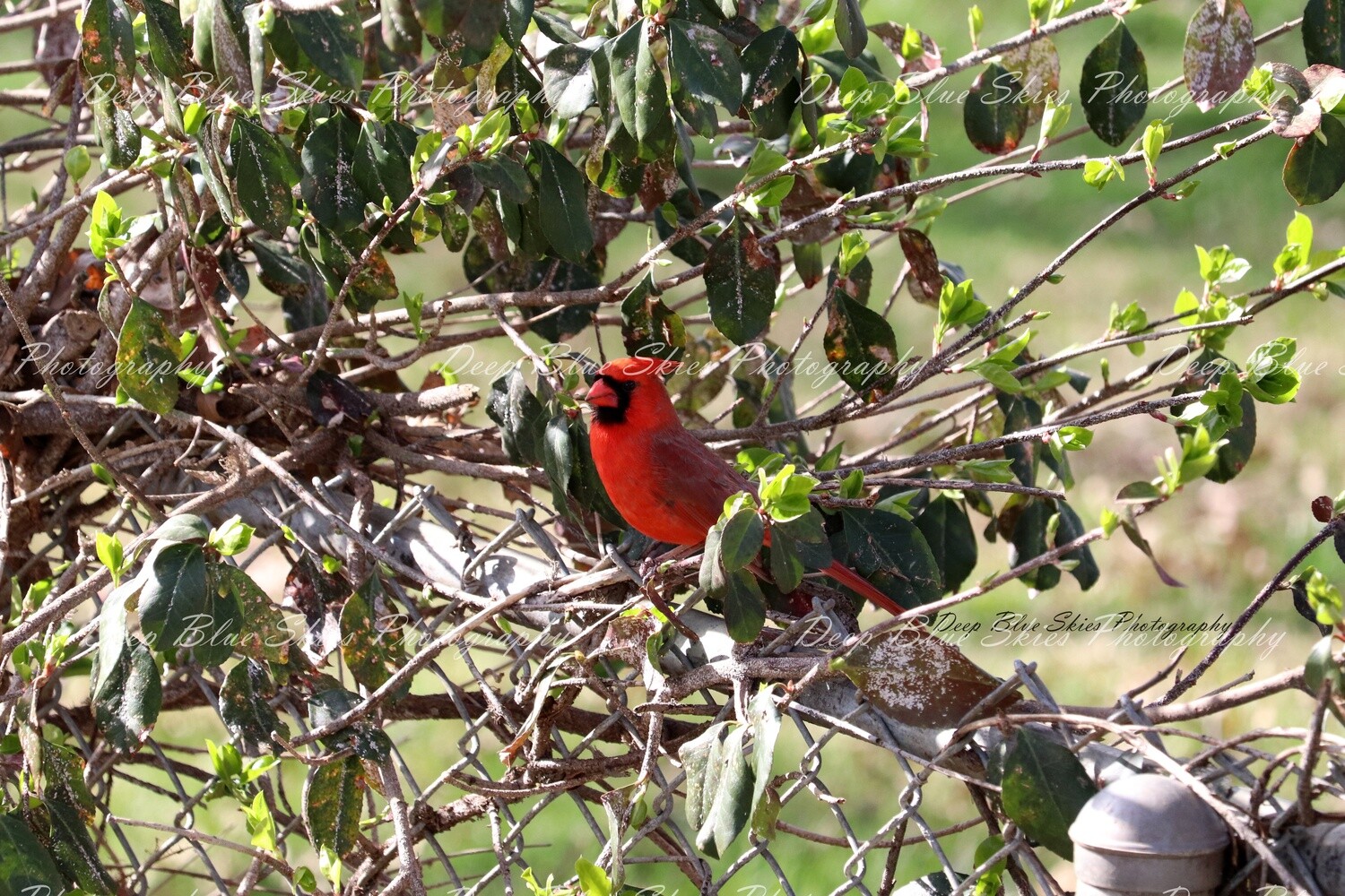 Cardinal
