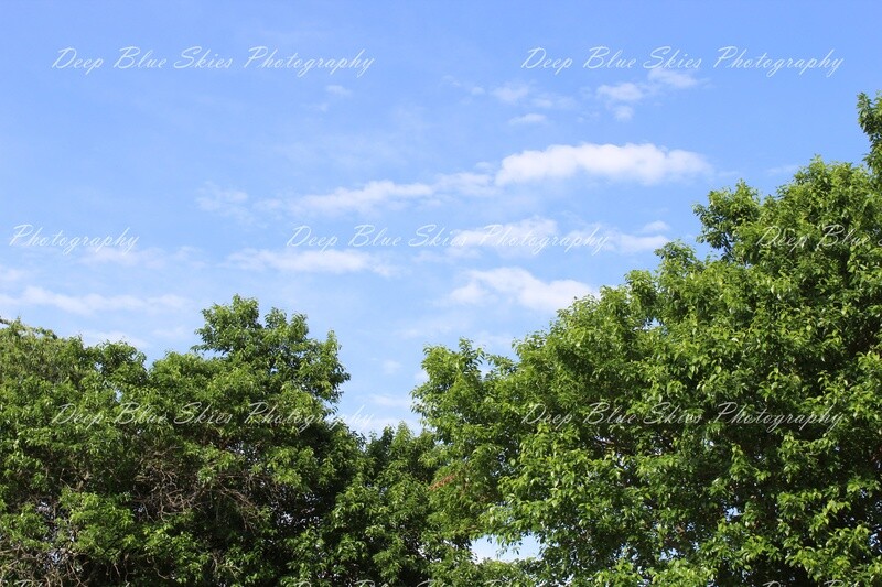 Clear Blue Skies